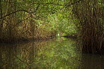 Red mangrove {Rhizophora mangle} tree canopy covers a narrow channel through the Caroni Swamp, Caroni Bird Sanctuary, Trinidad, Trinidad and Tobago. February 2006