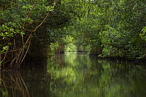 Red mangrove {Rhizophora mangle} tree canopy covers a narrow channel through the Caroni Swamp, Caroni Bird Sanctuary, Trinidad, Trinidad and Tobago. February 2006