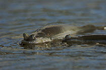 Four-eyed fish (Anableps sp) in very shallow water on mudflats adjacent to mangroves. Caroni Bird Sanctuary, Trinidad, Trinidad and Tobago. These fish have specialized eyes divided into two parts for...