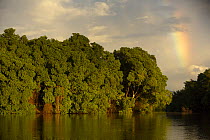 Early morning light illuminates a wall of Red mangroves {Rhizophora mangle} at the edge of a lagoon in Caroni Swamp with a rainbow in the background, Caroni Bird Sanctuary, Trinidad, Trinidad and Toba...