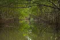 Red mangrove {Rhozophora mangle} tree canopy covers a narrow channel through the Caroni Swamp, Caroni Bird Sanctuary, Trinidad, Trinidad and Tobago. February 2006