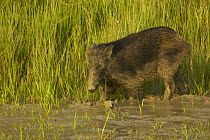 Wild boar (Sus scrofa) on the river bank, Nolian Village, Khulna Province, Bangladesh.