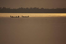 Shrimp fry fishing boats on the Sibsa River at sunset, Sundarbans, Khulna Province, Bangladesh, March 2006