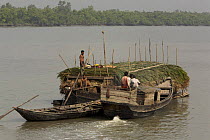 A boat carrying Nipa palm leaves harvested from the mangroves and used for roof thatch is pushed up the Sibsa river by a small launch, Sundarbans, Khulna Province, Bangladesh, March 2006