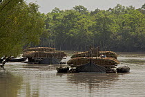 Boats carrying Nipa palm leaves harvested from the mangroves and used for roof thatch, Sibsa river, Sundarbans, Khulna Province, Bangladesh, March 2006