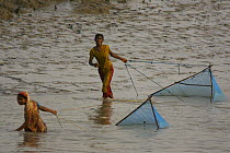 Women pulling shrimp fry collecting nets along the shallows of the Kholpatura River, Gabura Village,  Sundarbans, Khulna Province, Bangladesh, March 2006