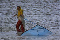 Women pulling shrimp fry collecting net along the shallows of the Kholpatura River, Gabura Village, Sundarbans, Khulna Province, Bangladesh, March 2006