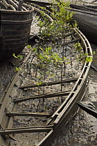 Confiscated boats rotting at the forest department office at Burigoalini, Mangrove seedlings sprout from a boat, Sundarbans, Khulna Province, Bangladesh, March 2006