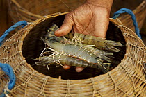 Giant tiger shrimps {Penaeus japonicus} harvested from shrimp farm ponds, Sundarbans, Khulna Province, Bangladesh, March 2006