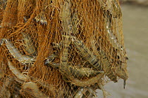 Giant tiger shrimps {Penaeus japonicus} harvested from shrimp farm ponds using a net, Sundarbans, Khulna Province, Bangladesh, March 2006