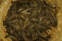 Giant tiger shrimps {Penaeus japonicus} harvested from shrimp farm ponds, Sundarbans, Khulna Province, Bangladesh, March 2006