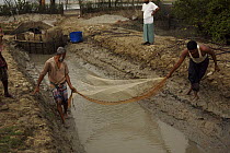 Netting shrimp in the outflow channel from a shrimp farm pond, Sundarbans, Khulna Province, Bangladesh, March 2006