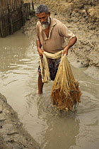 Man netting shrimp in the outflow channel from a shrimp farm pond, Sundarbans, Khulna Province, Bangladesh, March 2006