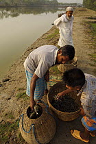 Sorting shrimps harvested from from a shrimp farm pond, Sundarbans, Khulna Province, Bangladesh, March 2006