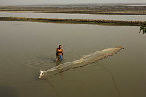 Using a throw net to harvest shrimp from a shrimp farm pond, Shrimp ponds cover the countryside in the distance, Sundarbans, Khulna Province, Bangladesh, March 2006