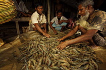 Men sorting giant tiger shrimps harvested from a shrimp farm pond, Sundarbans, Khulna Province, Bangladesh, March 2006