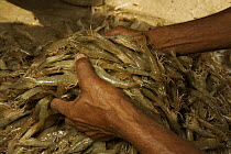 Men weighing sorted giant tiger shrimps harvested from a shrimp farm pond, Sundarbans, Khulna Province, Bangladesh, March 2006