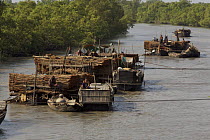 Boats loaded with Ceriops wood (local name Goran) for making charcoal, Sundarbans, Khulna Province, Bangladesh, March 2006