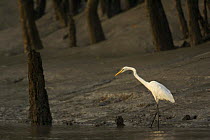 Intermediate egret {Egretta / Mesophoyx intermedia} hunting along the bank of a mangrove river in the Sundarbans, Khulna Province, Bangladesh, March 2006