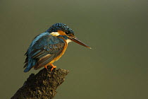 Common kingfisher {Alcedo atthis} perched on a snag at the side of a mangrove channel, Sundarbans, Khulna Province, Bangladesh, March 2006