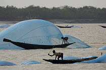 Shrimp fry fisherman struggle to keep their fine mesh blue nets in the water on a windy day on the Kholpatura River, Sundarbans, Khulna Province, Bangladesh, April 2006