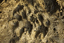 Fresh tiger tracks in the mud amongst mangroves,  Sundarbans, Khulna Province, Bangladesh, April 2006