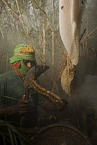 Man collecting honey from a honeycomb of the Giant Honeybee (Apis dorsata) using smoke to subdue the bees, a bush knife to cut the comb, and a basket to catch the honey and comb, Sundarbans, Khulna Pr...