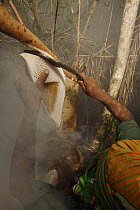 Man collecting honey from a honeycomb of the Giant Honeybee (Apis dorsata) using smoke to subdue the bees,a bush knife to cut the comb, and a basket to catch the honey and comb, Sundarbans, Khulna Pro...
