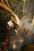Man collecting honey from a honeycomb of the Giant Honeybee (Apis dorsata) using smoke to subdue the bees, a bush knife to cut the comb and a basket to catch the honey and comb, Sundarbans, Khulna Pro...