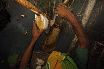 Man collecting honey from a honeycomb of the Giant Honeybee (Apis dorsata) using smoke to subdue the bees, and a bush knife to cut the comb, and a basket to catch the honey and comb, Sundarbans, Khuln...