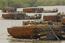 Charcoal wood collectors with boats loaded with Goran wood (Ceriops sp) harvested from the mangrove forest, Sundarbans, Khulna Province, Bangladesh, April 2006