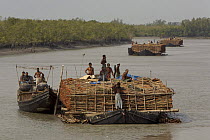 Charcoal wood collectors with boats loaded with Goran wood (Ceriops sp) harvested from the mangrove forest, Sundarbans, Khulna Province, Bangladesh, April 2006