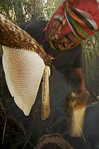 Man collecting honey from honeycomb of the Giant Honeybee (Apis dorsata) using smoke to subdue the bees, a bush knife to cut the comb and a basket to catch the honey and comb, Sundarbans, Khulna Provi...