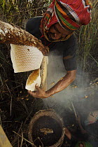 Man collecting honey from honeycomb of the Giant Honeybee (Apis dorsata) using smoke to subdue the bees, a bush knife to cut the comb and a basket to catch the honey and comb, Sundarbans, Khulna Provi...