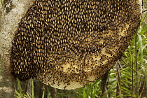 Comb / nest of the Giant honeybee (Apis dorsata)  Sundarbans, Khulna Province, Bangladesh, April 2006