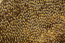 Comb / nest of the Giant honeybee (Apis dorsata)  Sundarbans, Khulna Province, Bangladesh, April 2006