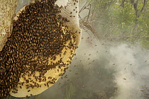Giant honey bees {Apis dorsata} start to fly from the hive as the smoke from the torches of the honey hunters starts to get them, Sundarbans, Khulna Province, Bangladesh, April 2006