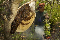 Collecting honey from a honeycomb of the Giant Honey bee (Apis dorsata) using smoke to subdue the bees, a bush knife to cut the comb and a basket to catch the honey and comb, Sundarbans, Khulna Provin...