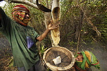 Collecting honey from a honeycomb of the Giant Honey bee (Apis dorsata) using smoke to subdue the bees, a bush knife to cut the comb and a basket to catch the honey and comb, Sundarbans, Khulna Provin...