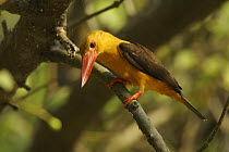 Brown-winged Kingfisher (Halcyon / Pelargopsis amauroptera) perched in a tree along a mangrove channel. Near-threatened, Sundarbans, Khulna Province, Bangladesh, April 2006