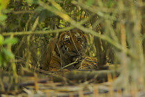 A female tiger (Panthera tigris tigris) resting in the undergrowth of a mangrove forest in the Southeast Sundarbans, Khulna Province, Bangladesh, April 2006. Endangered.~This female is part of a resea...
