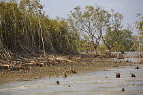 Mangrove forest at the Southern coastal edge of the Sundarbans showing storm damage. Mangrove forests provide a very important coastal buffer. Khulna Province, Bangladesh, April 2006