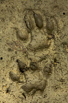 Relatively fresh Tiger tracks in the mud along a small river channel in the mangrove forest,  Sundarbans, Khulna Province, Bangladesh, April 2006