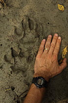 Relatively fresh Tiger tracks in the mud along a small river channel in the mangrove forest,  Sundarbans, Khulna Province, Bangladesh, April 2006