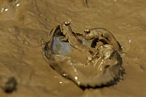 Mudskippers {Periophthalmus sp} climbing into the shell of a mangrove crab on the mud flats at low tide, Sundarbans, Khulna Province, Bangladesh.