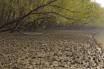 Mangrove forest dominated by Mangrove apple trees (Sonneratia sp) in the Southeast Sundarbans,  this area is heavily grazed by Axis Deer and all low foliage has been removed, Khulna Province, Banglad...