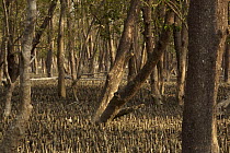 Mangrove forest dominated by Mangrove apple trees (Sonneratia sp) in the Southeast Sundarbans,  this area is heavily grazed by Axis Deer and all low foliage has been removed, Khulna Province, Banglad...
