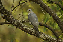 Shikra (Accipiter badius) hunting from a perch in a mangrove tree in the Sundarban Forest, Khulna Province, Bangladesh.