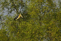 Lesser Adjutant stork (Leptoptilos javanicus) perched in a mangrove tree in the Sundarban Forest, Khulna Province, Bangladesh. Endangered