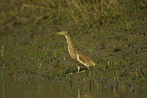 Indian Pond Heron (Ardeola grayii) on a mangrove river bank in the Sundarban Forest, Khulna Province, Bangladesh.